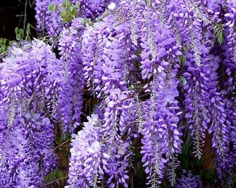 Blue WISTERIA SINENSIS Climbing Vine Flowering Hardy Large Fresh, 5 Large Seeds