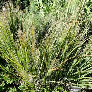 Peut inclure: Une touffe d'herbe ornementale verte luxuriante, avec de longues feuilles fines et des épis de graines délicats et plumeux. La plante présente des nuances de vert, avec des touches de jaune et de brun. L'image est prise en extérieur, avec d'autres plantes en arrière-plan.