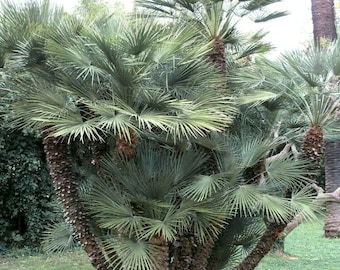 Hardy! BLUE MEDITERRANEAN Fan Palm Zones 7-11 Chamaerops Humilis Cerifera, 5 Rare Seeds