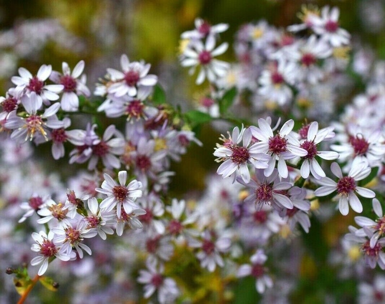 Blue Wood HEART LEAVED ASTER Symphyotrichum Cordifolium