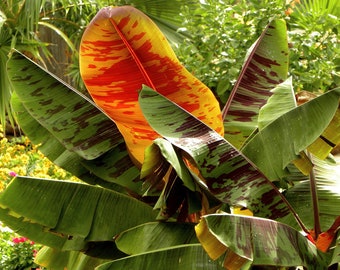 BANANA RED STRIPES Musa Sikkimensis Flash Tiger Leaves, 5 Seeds