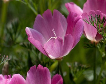 POPPY CALIFORNIA 'Purple Gleam' Eschscholzia Californica Easy Annual Papaver, 20 Seeds