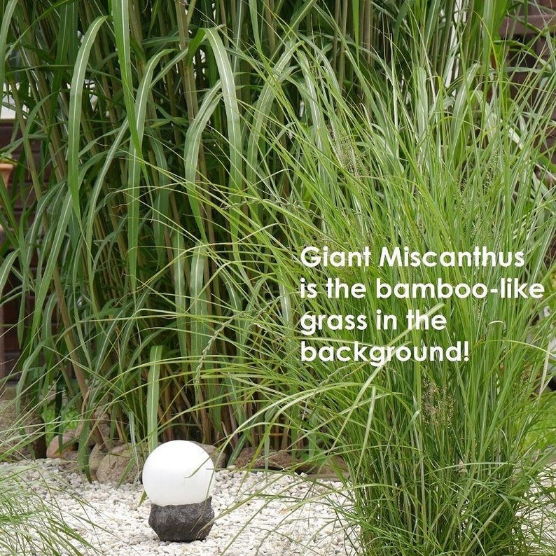 GIANT JAPANESE GRASS Miscanthus Giganteus Floridulus Huge Perennial 15 Seeds image 3