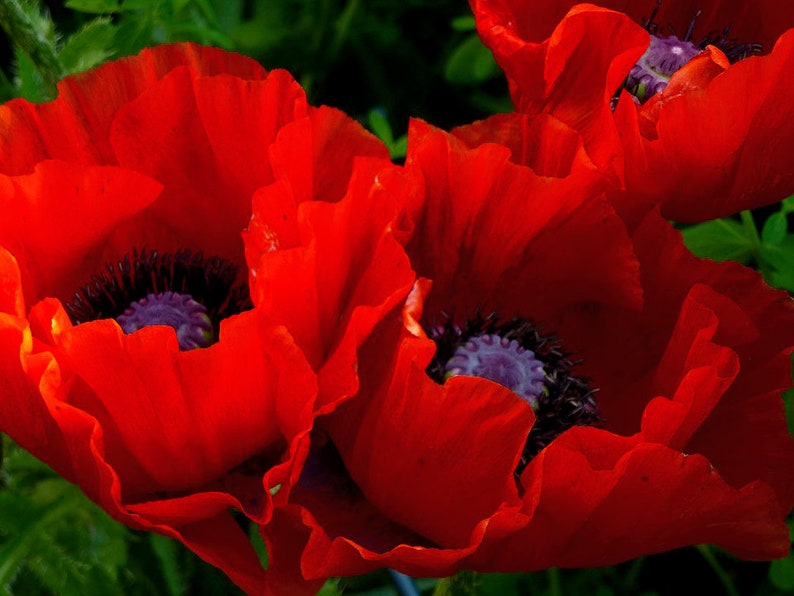 RED ORIENTAL POPPY Beauty Of Livermere Oriental Persian Iranian Papaver orientale bracteatum, 20 Seeds image 1