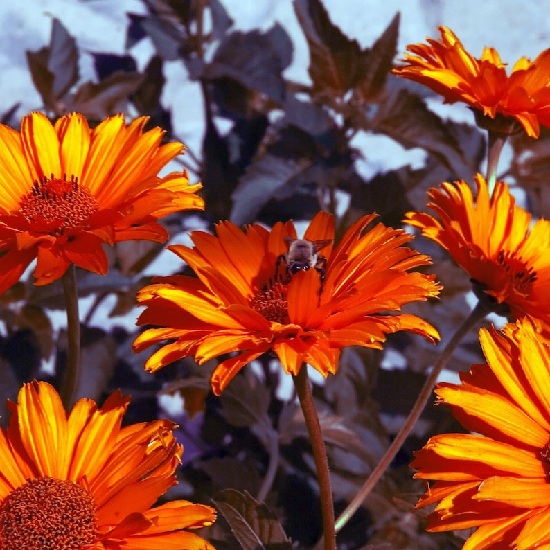 Rare PURPLE LEAVES HELIOPSIS Bleeding Hearts Red Flowers Scabra Hardy Perennial, 6 Seeds image 1