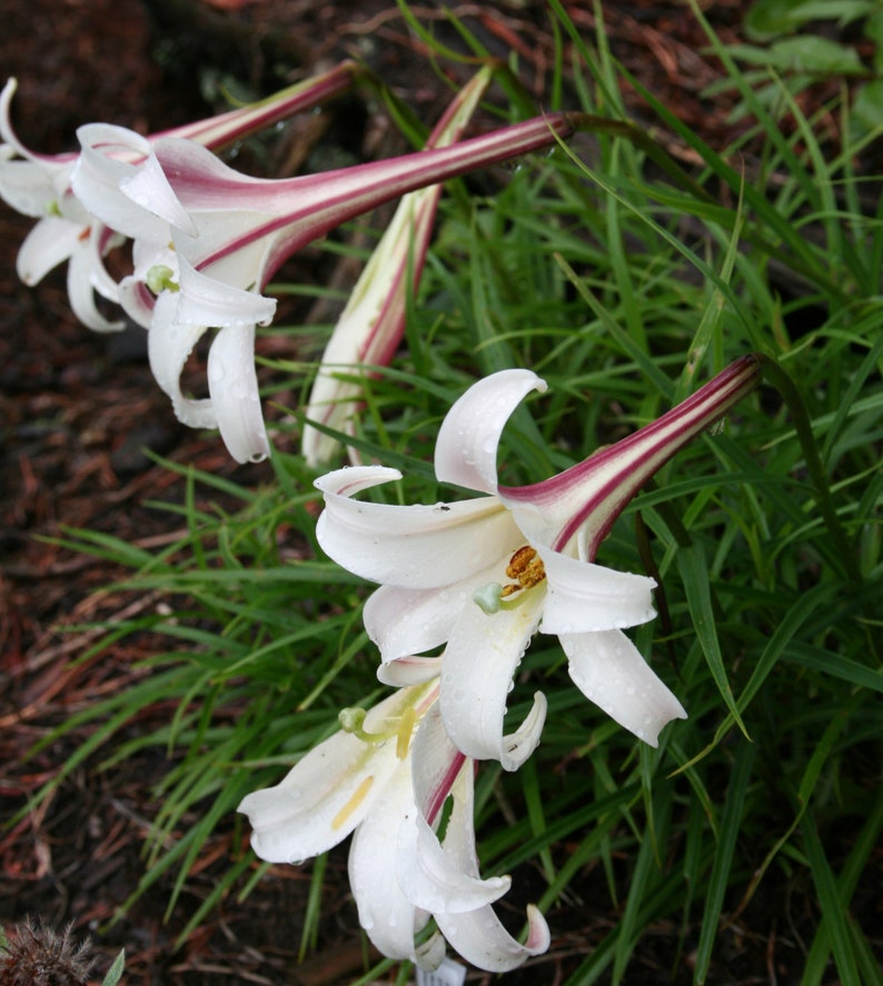 FORMOSA LILY Fragrant Tall White Pink Lilium Formosanum 5 Rare Seeds image 1