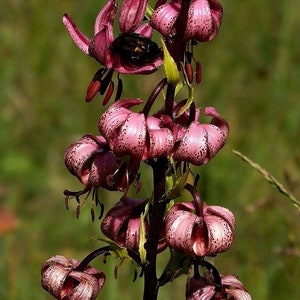 TURK'S CAP LILY Lilium Martagon Pink Mortagon Michigan Wildflower 10 Seeds image 5