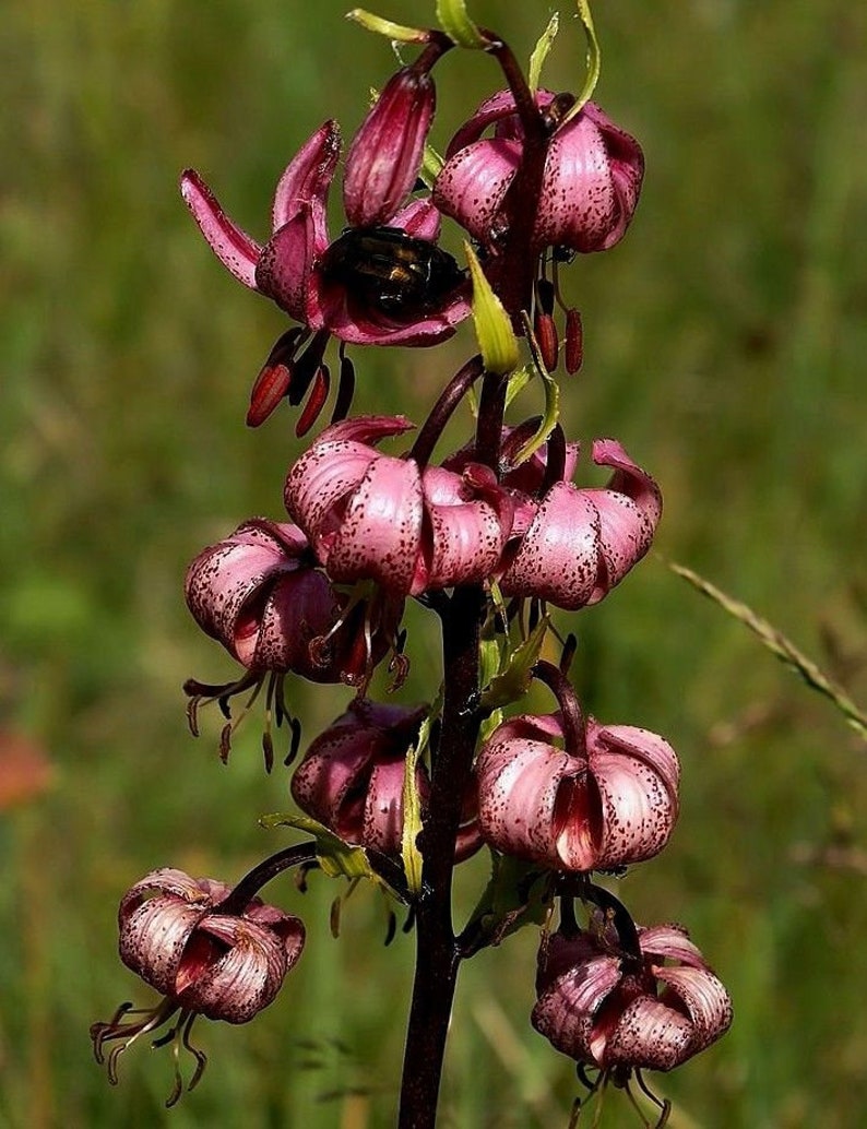 TURK'S CAP LILY Lilium Martagon Pink Mortagon Michigan Wildflower 10 Seeds image 5