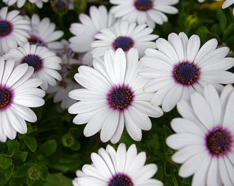 AFRICAN DAISY WHITE Dimorphotheca sinuata, 20 seeds