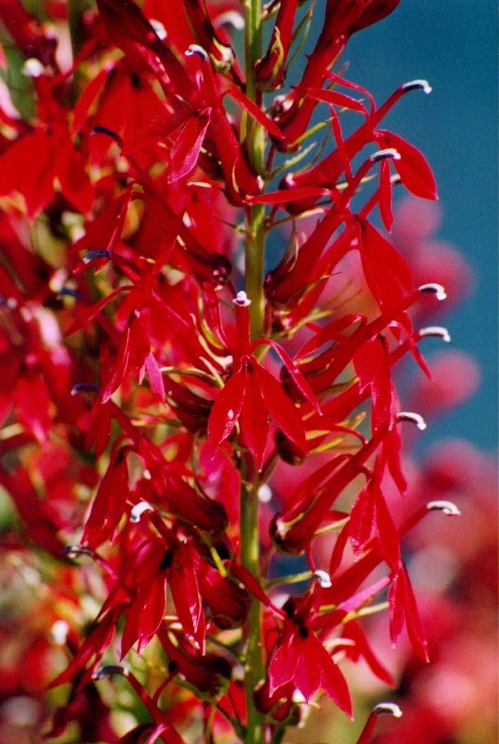 CARDINAL FLOWER Lobelia Cardinalis Red Perennial Hummingbirds | Etsy