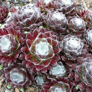 TENUES D'ARAIGNÉES POULES ET POUSSIN Sempervivum Arachnoideum Evergreen Succulent 10 graines image 2