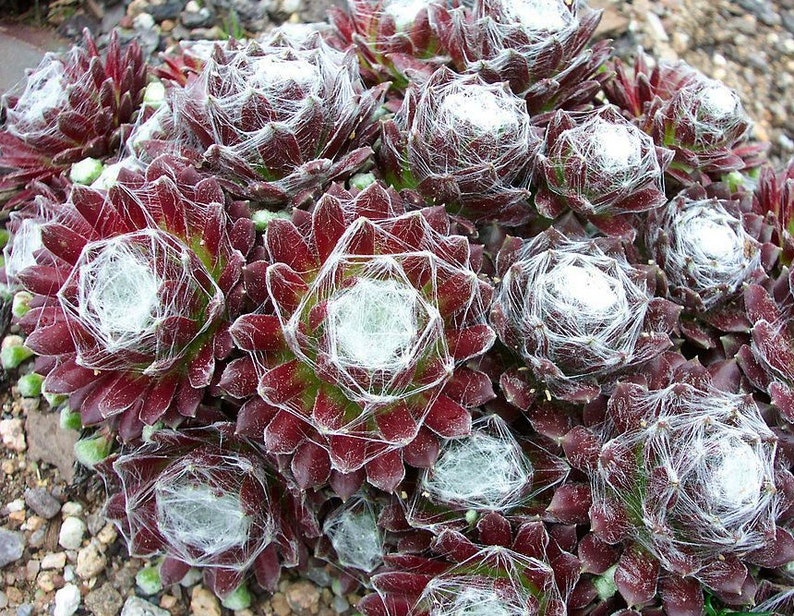 TENUES D'ARAIGNÉES POULES ET POUSSIN Sempervivum Arachnoideum Evergreen Succulent 10 graines image 2