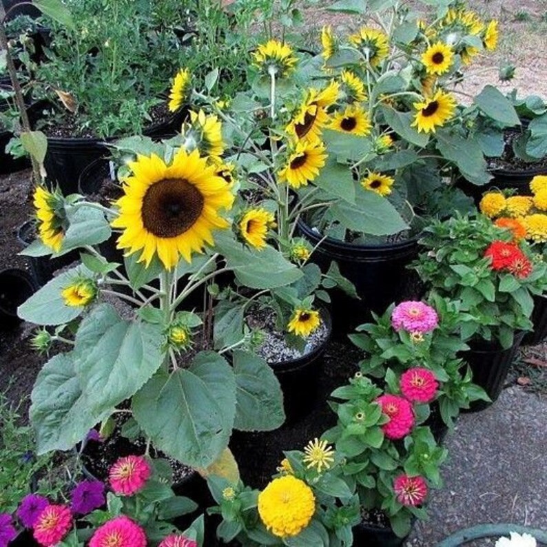 DWARF SUNFLOWER Sunspot Only 18 Tall Small Tiny Etsy