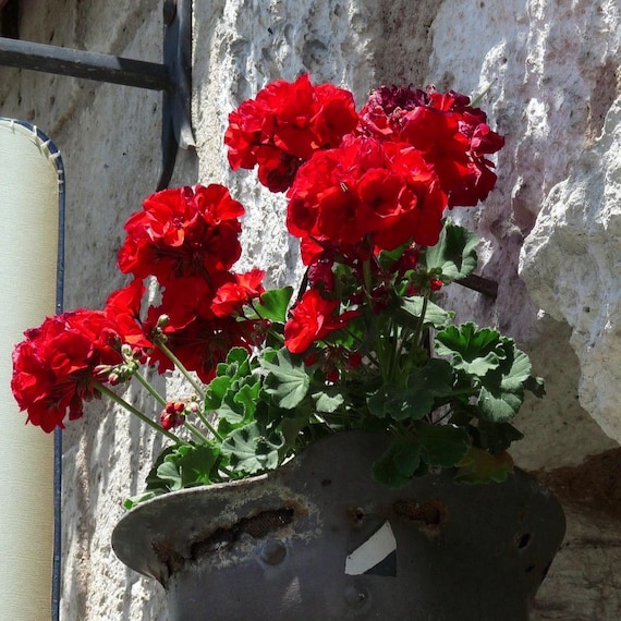GERANIUM RED ZONAL Pelargonium, 10 Seeds