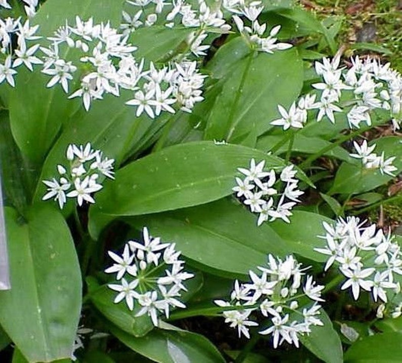 Allium Ursinum Czosnek Niedźwiedzi 5Szt - Ceny i opinie - Ceneo.pl