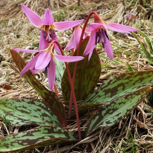 PINK TROUT LILY Dog's Tooth Violet Erythronium Dens-Canis Perennial, 10 Rare Seeds image 1