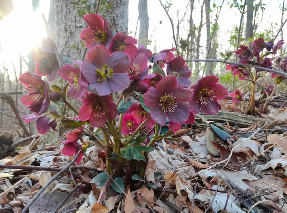 Helleborus Mixed Hybrids Flower Seeds, Various Colour