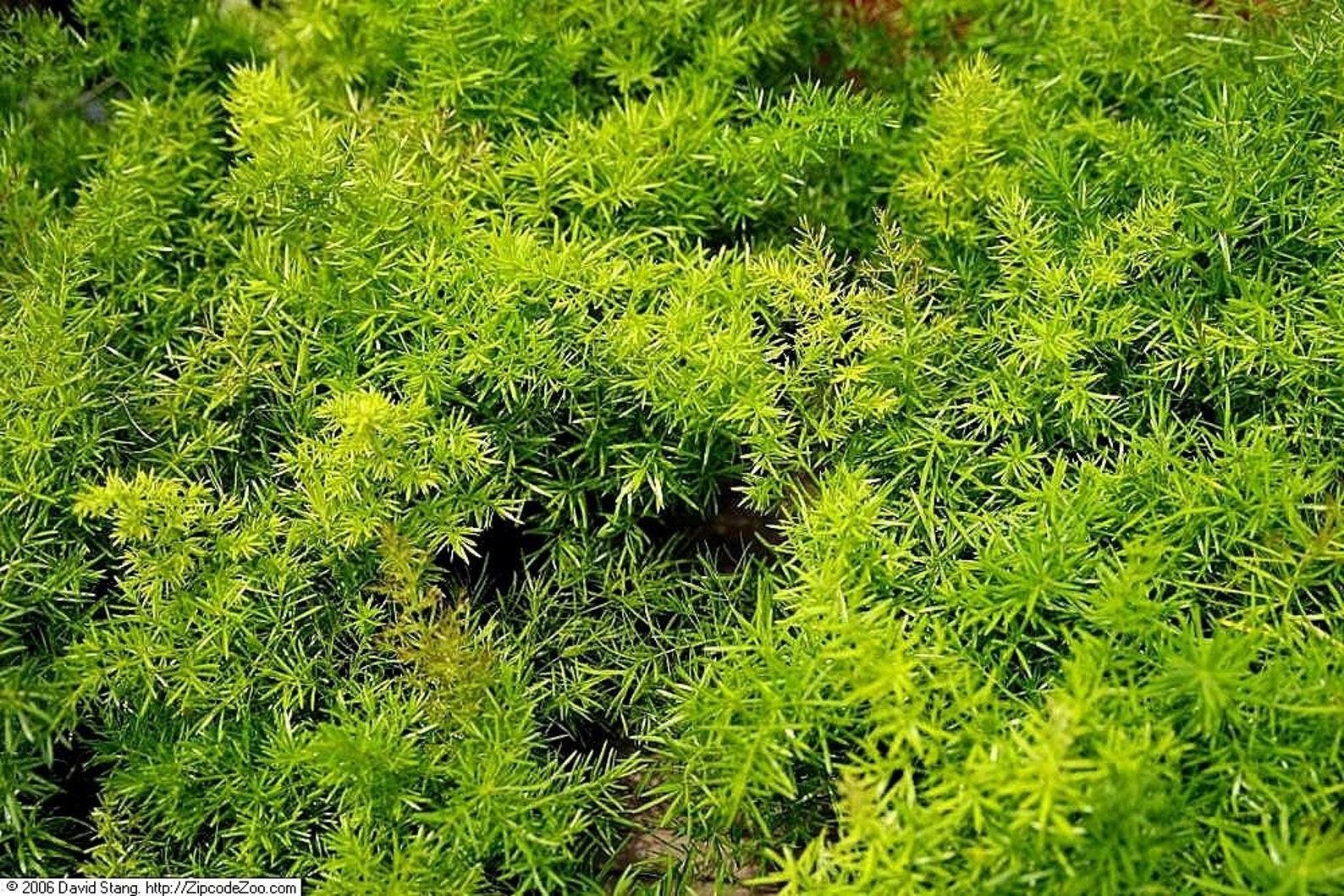 ORNAMENTAL ASPARAGUS FERN Sprengeri Trailing Houseplant 5 Etsy