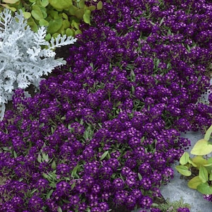ORIENTAL KNIGHT ALYSSUM Purple Sweet Alysum Groundcover Ground Cover 20 Seeds