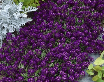 ORIENTAL KNIGHT ALYSSUM Purple Sweet Alysum Groundcover Ground Cover 20 Seeds