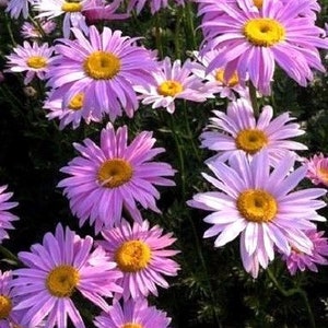 PAINTED DAISY Mix Perennial Chrysanthemum Tanacetum Coccineum Robinson 20 Seeds image 4