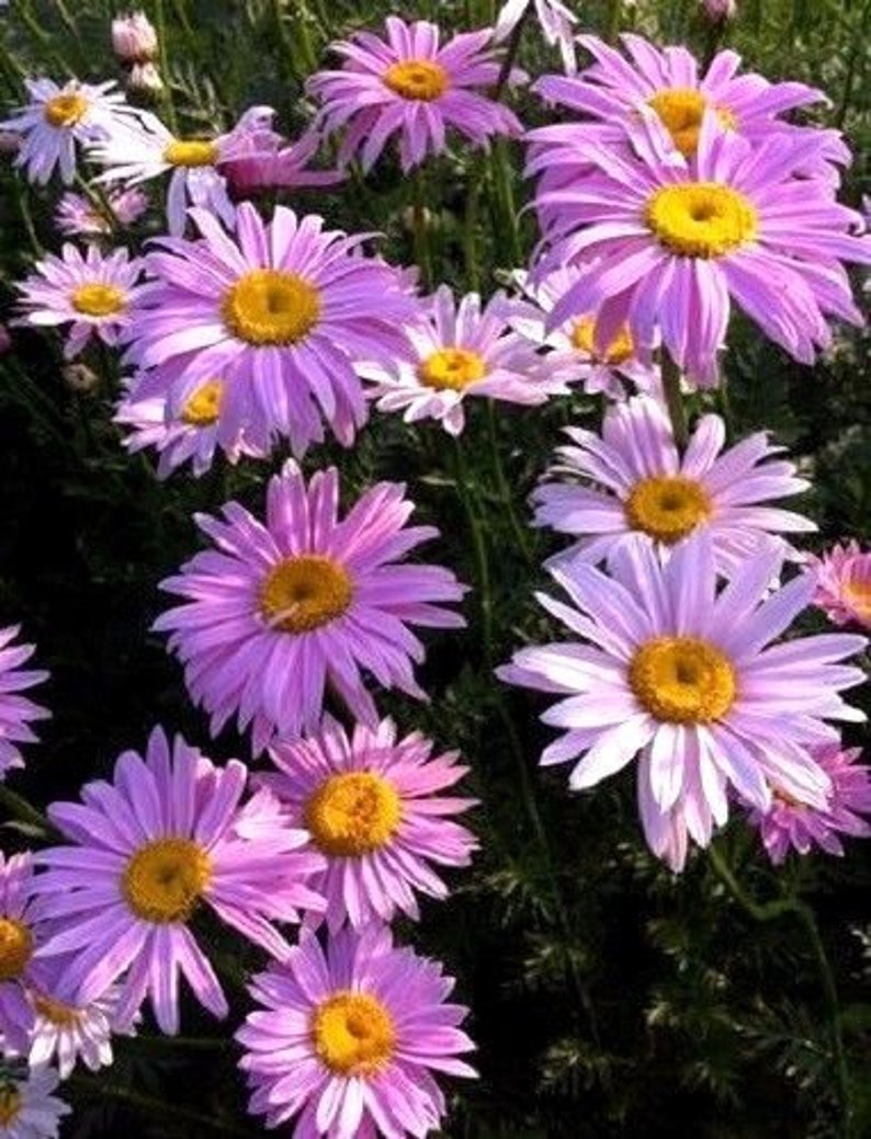 PAINTED DAISY Mix Perennial Chrysanthemum Tanacetum Coccineum Robinson 20 Seeds image 4