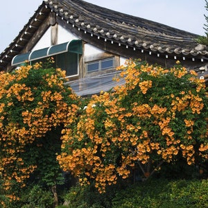 GOLD TRUMPET VINE Yellow Campsis Radicans Flava Creeper Hummingbird Hardy 5 Large Seeds image 1