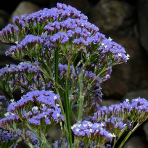 Peut inclure: Un bouquet de fleurs de statice violettes avec des tiges vertes. Les fleurs sont disposées en grappe et ont une texture délicate et plumeuse.