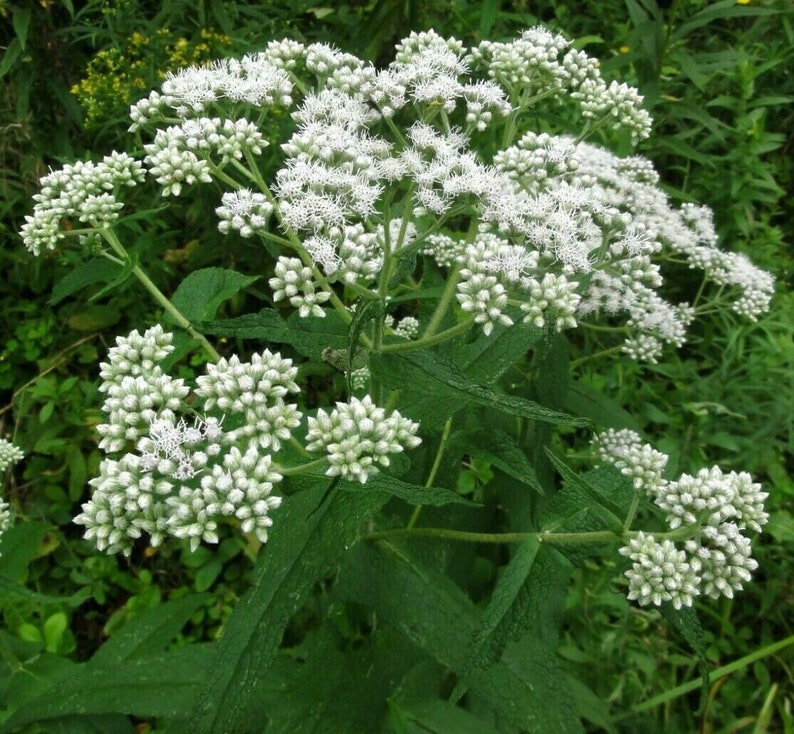 White Joe Pye Weed