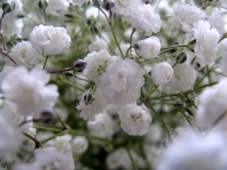 DOUBLE BABY'S BREATH Hardy Perennial Hard To Find Etsy