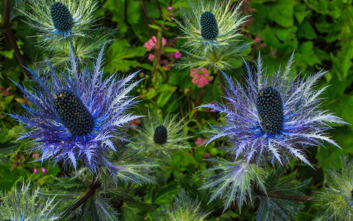 Bluest Blue Star ALPINE SEA HOLLY Eryngium Alpinum Thistle Etsy