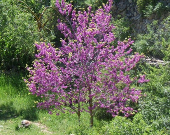 WESTERN REDBUD Cercis Occidentalis Tree Pink Ornamental Flowers, 10 Rare Seeds