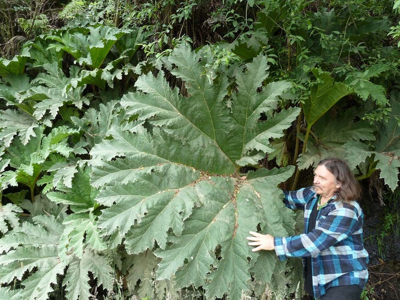 GUNNERA MANICATA Generous Massive Huge Gigantic Hardy Rhubarb Exotic, 15 Seeds image 3