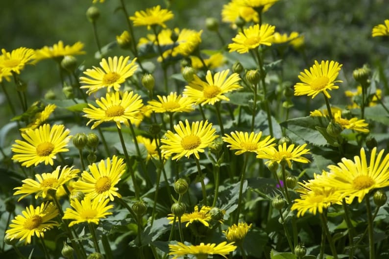 LEOPARDS BANE Yellow Daisy Perennial Flower 10 Seeds Etsy