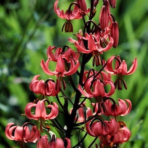 TURK'S CAP LILY Lilium Martagon Pink Mortagon Michigan Wildflower 10 Seeds image 1