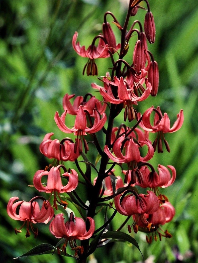 TURK'S CAP LILY Lilium Martagon Pink Mortagon Michigan Wildflower 10 Seeds image 1