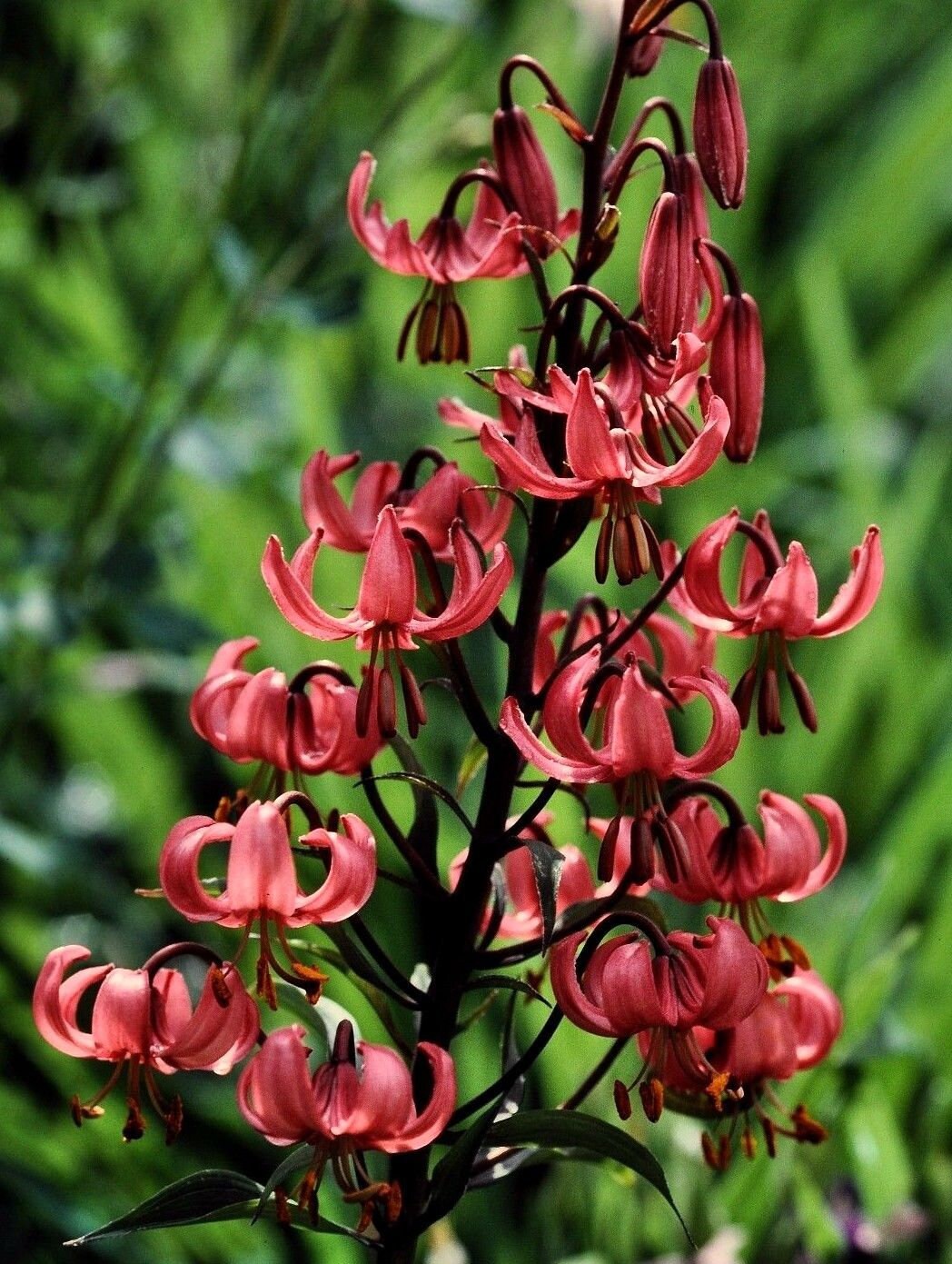 Lilium martagon var pilosiusculum 10 seeds FREE SHIP Home & Garden