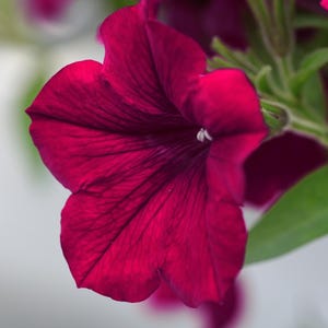 May include: A close-up shot of a deep magenta petunia flower in full bloom. The petals show detailed veining and a delicate texture. Green leaves and stems provide a natural backdrop, highlighting the flower's rich colour and form.