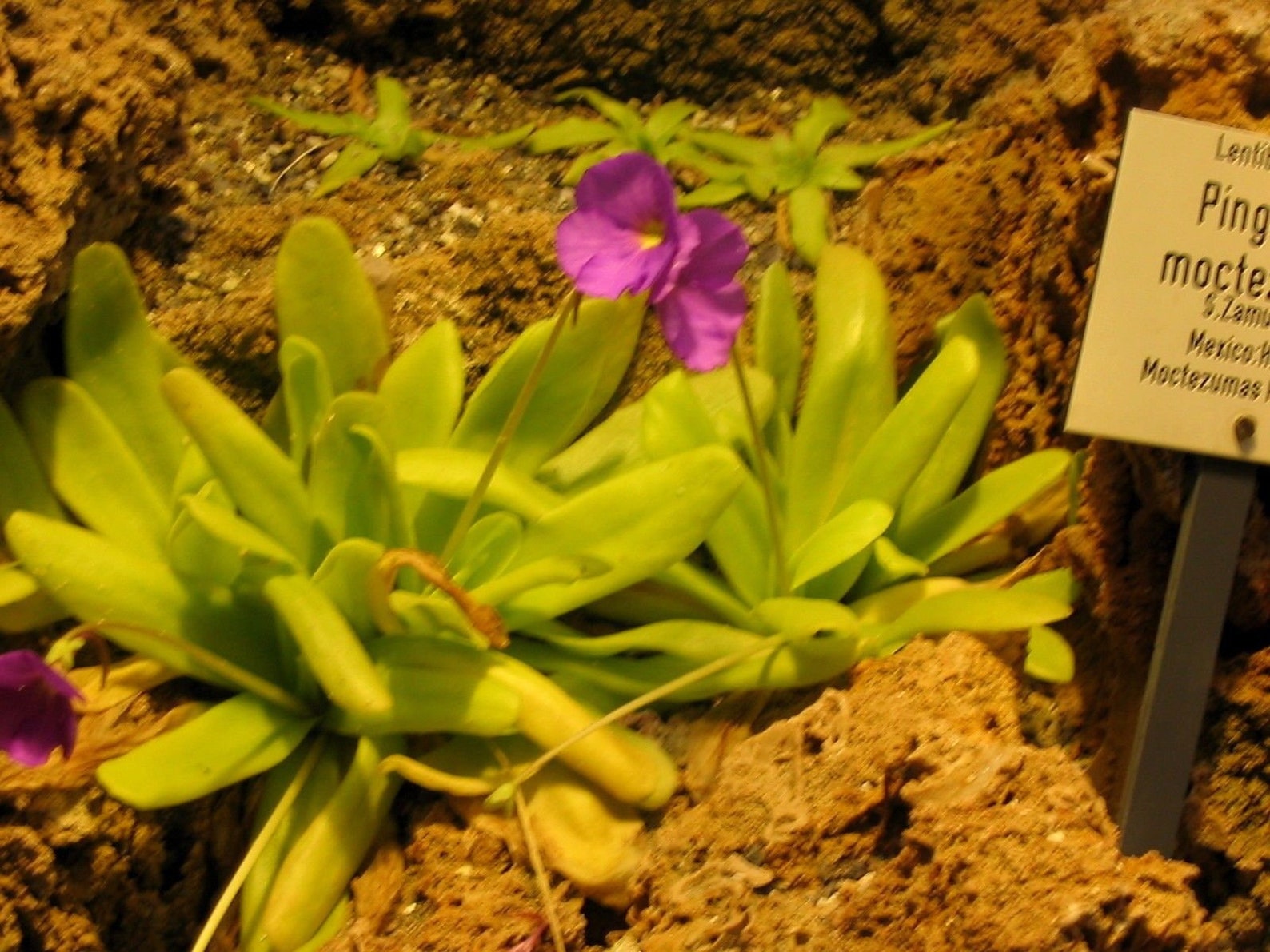 BUTTERWORT PINGUICULA Moctezumae Carnivorous 5 Seeds Etsy
