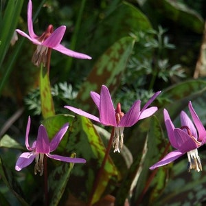 PINK TROUT LILY Dog's Tooth Violet Erythronium Dens-Canis Perennial, 10 Rare Seeds image 2