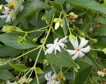 NIGHT-FLOWERING JASMINE Nyctanthes Arbor Tristis 10 Seeds