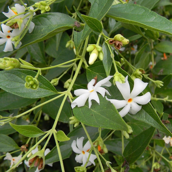 NIGHT-FLOWERING JASMINE Nyctanthes Arbor Tristis 10 Seeds