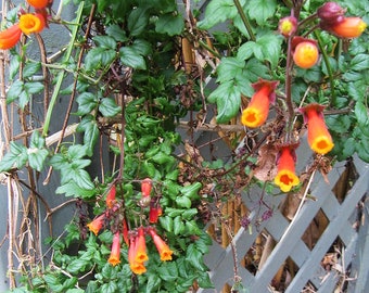 CHILEAN GLORY VINE 'Flame' Eccremocarpus scaber Climbing Vine, 10 Seeds