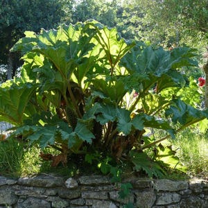 GUNNERA MANICATA Ruibarbo exótico, generoso, masivo, enorme y gigantesco, resistente, 15 semillas