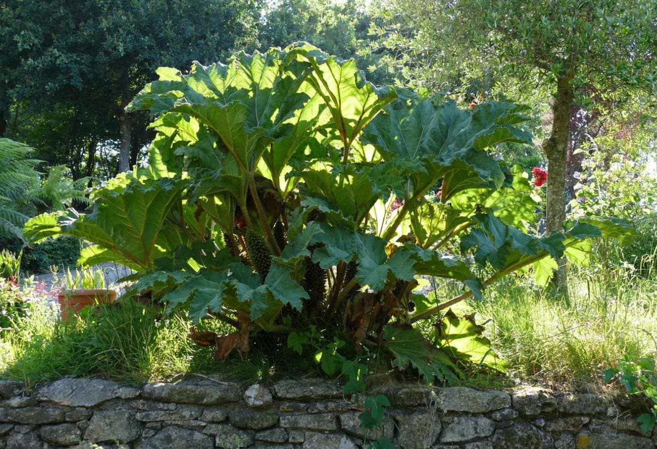 GUNNERA MANICATA Ruibarbo exótico, generoso, masivo, enorme y gigantesco,  resistente, 15 semillas - Etsy México, image size:1341x917