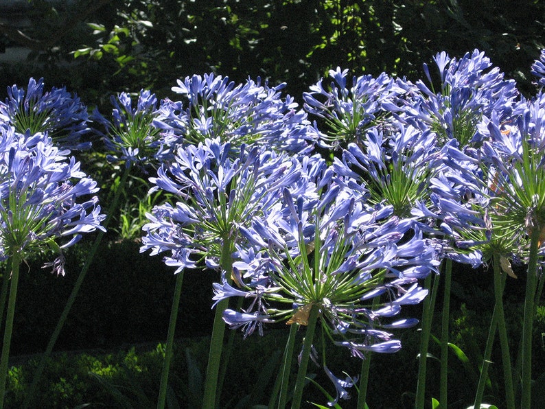 GIANT FORM Lily Of the Nile Agapanthus Africanus Blue Hardy Perennial, 10 Seeds image 2