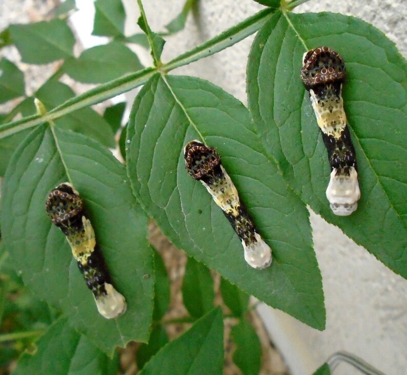 PINK GAS PLANT Dictamnus Flammable Burning Bush Perennial Etsy