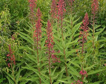 CHILEAN CARDINAL FLOWER Devil's Tobacco Lobelia tupa Hardy Perennial, 10 Rare Seeds