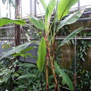 May include: A vibrant green plant with large, elongated leaves and reddish-brown striped stems. The plant is surrounded by other greenery, creating a natural scene. The leaves have prominent veins.