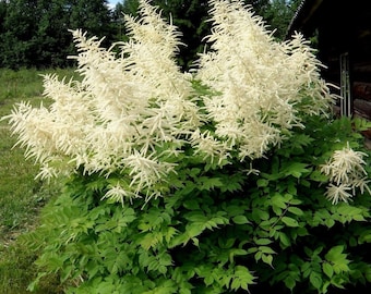 GOATSBEARD Aruncus Sinensis Tall Hardy Perennial Goat's Beard 30 Seeds